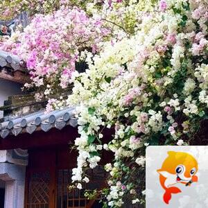 和美🎼 如歌💞