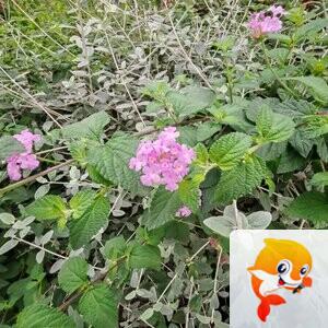 纳兰＿🎤V娱热点