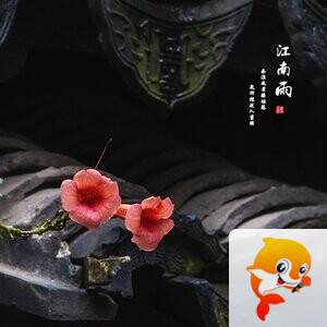 花开半夏