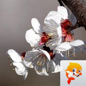 心静淡然【爱花家园】