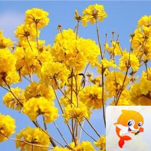 福临门🎸雪儿，副家族长