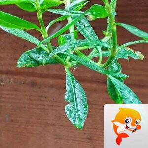 纳兰＿🎤V娱热点