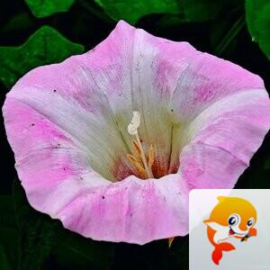 秦之声彩虹（舞师小号）