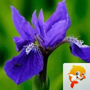 秦之声副族长默水涵声