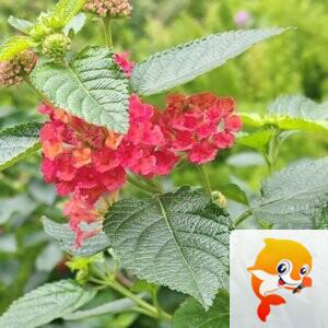 纳兰＿🎤V娱热点