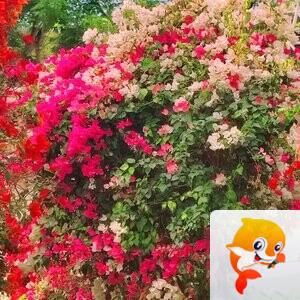 野火烧不尽【美摄视界】