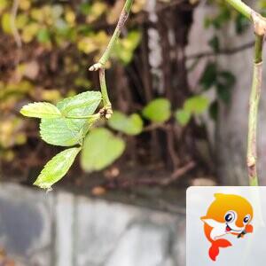 纳兰＿🎤V娱热点