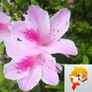 💞心✨援💞开心