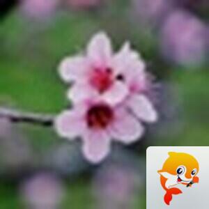 猫咪【美摄视界】