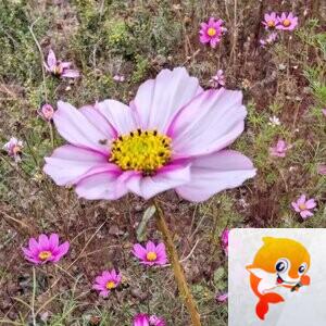 纳兰＿🎤V娱热点