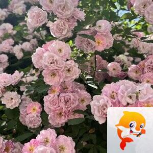 李忠祥  写生活的诗