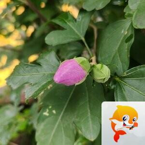 纳兰＿🎤V娱热点