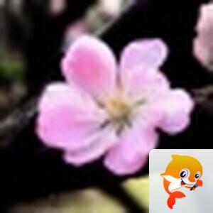 知白守黑【美摄视界】