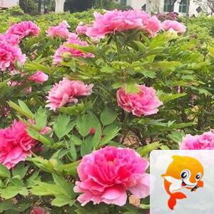 李忠祥  写生活的诗
