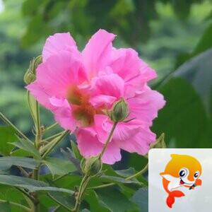 秦之声彩虹（舞师小号）