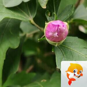 纳兰＿🎤V娱热点