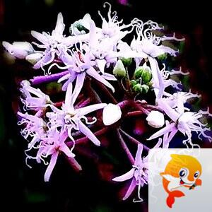 野火烧不尽【美摄视界】