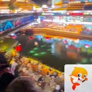 秦声韵🐬✨🎀平安🎀✨