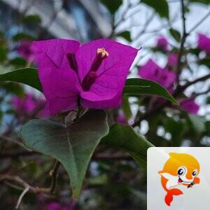 纳兰＿🎤V娱热点