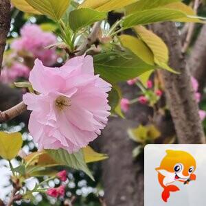 纳兰＿🎤V娱热点