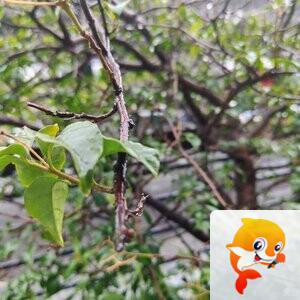 纳兰＿🎤V娱热点