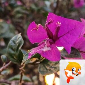 纳兰＿🎤V娱热点