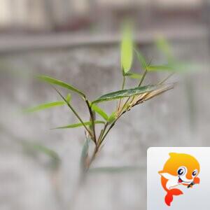 纳兰＿🎤V娱热点