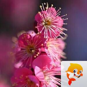 老书生【西窗剪烛】