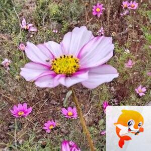 纳兰＿🎤V娱热点