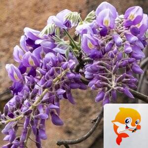 神8🇨🇳🇨🇳🇨🇳