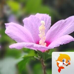 纳兰＿🎤V娱热点