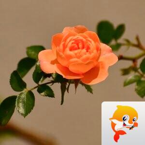 飞鱼【美摄视界】