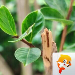 纳兰＿🎤V娱热点