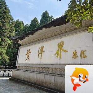 鸽子