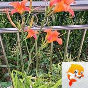 【879】一笑而过，商洛方银梅