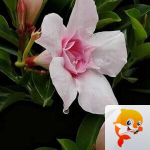 秦之声彩虹（舞师小号）