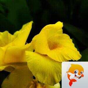 秦之声大秦社静香