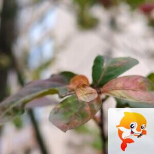 纳兰＿🎤V娱热点