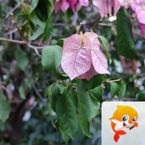 纳兰＿🎤V娱热点