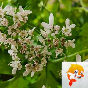 粒说歆语(余拙免聊）