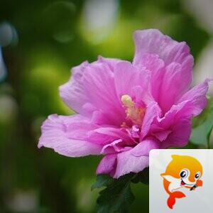 ᥬ 海蓝【爱花家园】