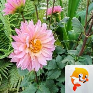 纳兰＿🎤V娱热点