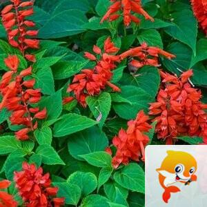 苏莯