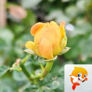 纳兰＿🎤V娱热点