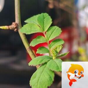 纳兰＿🎤V娱热点