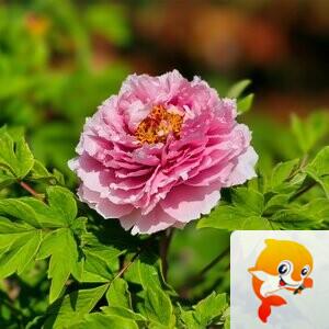 ︎🤟音V你︎🤟