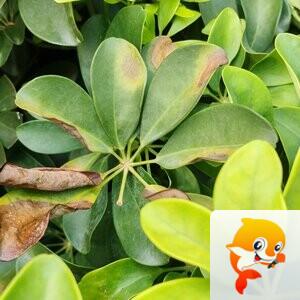 纳兰＿🎤V娱热点