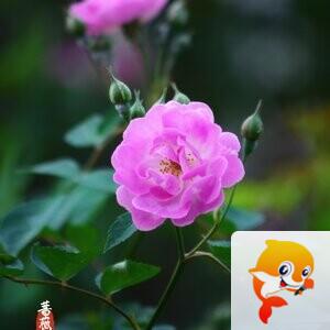 七月雨【美摄视界】 