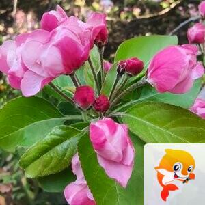 💞风雅颂🎋吉祥快乐
