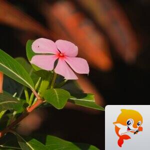 52鹦ꦿོ鹉螺ꦿ【爱花家园】